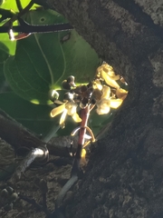 Erythrorchis cassythoides