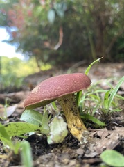 Boletaceae