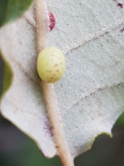 Neuroterus anthracinus