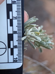 Rhopalomyia obovata