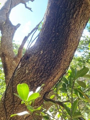 Erythrorchis cassythoides