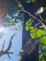 Erythrorchis cassythoides