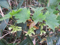 Acer tschonoskii