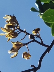 Erythrorchis cassythoides