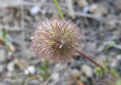 Valerianella hirsutissima