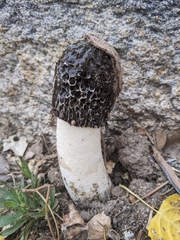 Phallus hadriani