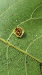Caryomyia arcuata