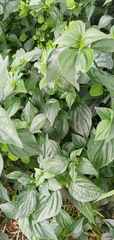 Dicliptera chinensis