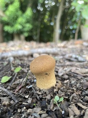 Calvatia