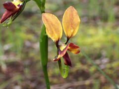Diuris orientis