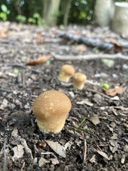 Calvatia