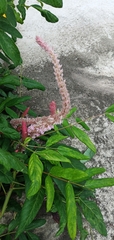 Uraria crinita