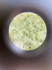 Microcystis