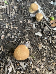 Calvatia