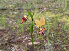 Diuris orientis
