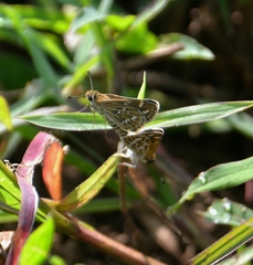 Taractrocera maevius