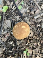 Calvatia