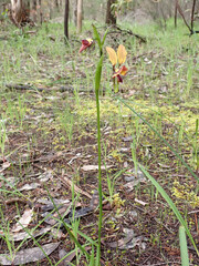 Diuris orientis
