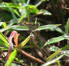 Taractrocera maevius