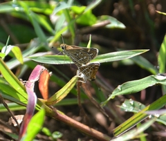 Taractrocera maevius