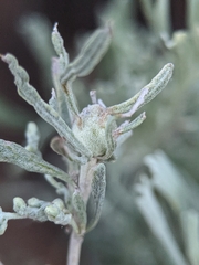 Rhopalomyia obovata