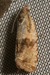 Celypha striana