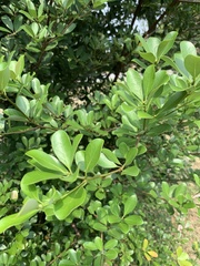 Machilus obovatifolia