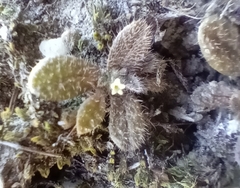 Myosotis brevis