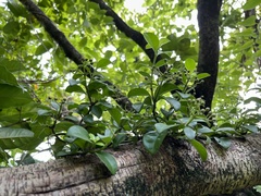 Psychotria serpens