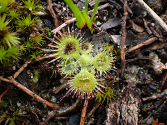 Drosera glanduligera