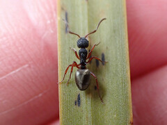 Dolichoderus scabridus