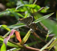 Taractrocera maevius
