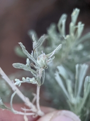 Rhopalomyia obovata