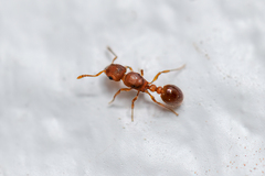 Tetramorium