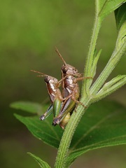 Phaedrotettix