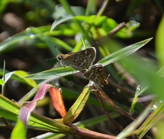 Taractrocera maevius