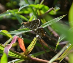 Taractrocera maevius