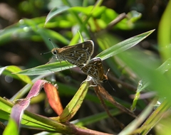 Taractrocera maevius