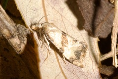 Phalonidia contractana