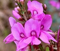 Indigofera australis australis
