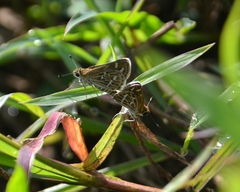Taractrocera maevius