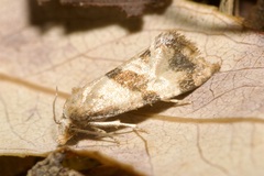 Phalonidia contractana
