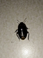 Macroscytus brunneus