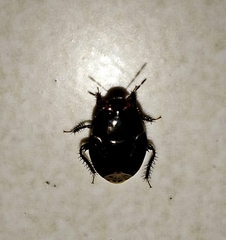 Macroscytus brunneus