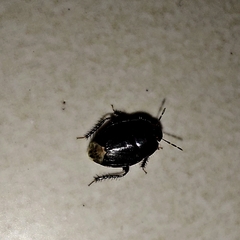 Macroscytus brunneus