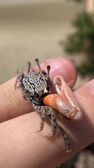 Austruca occidentalis