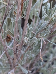 Rhopalomyia obovata