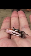 Austruca occidentalis