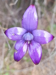 Elythranthera brunonis