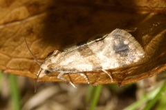 Phalonidia contractana